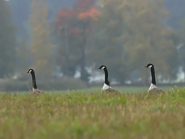 Kanadanhanhi, Canada Goose, Branta canadensis